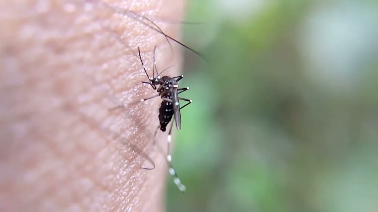 The Tiny Terror: Why Mosquitoes, Dengue, and Malaria Demand Our Urgent Attention #pest #ahmedabad