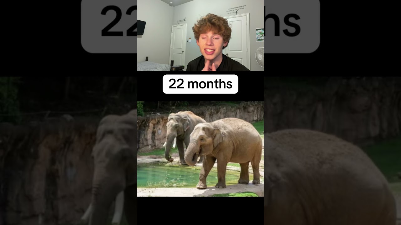 How long animals are pregnant? 🤯