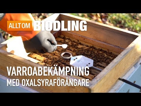 Video: What Are Bee Mites: Lär dig om kvalsterkontroll för honungsbin