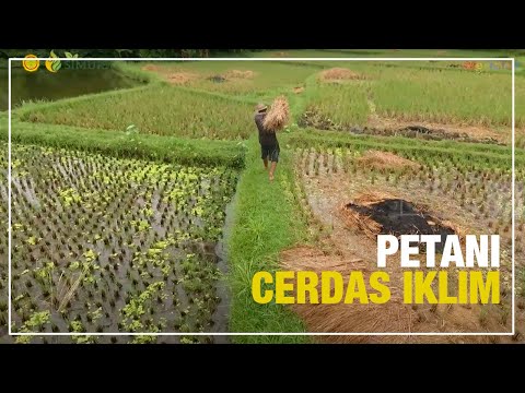 Video: Iklim Cerdas