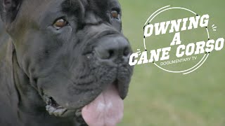OWNING A CANE CORSO