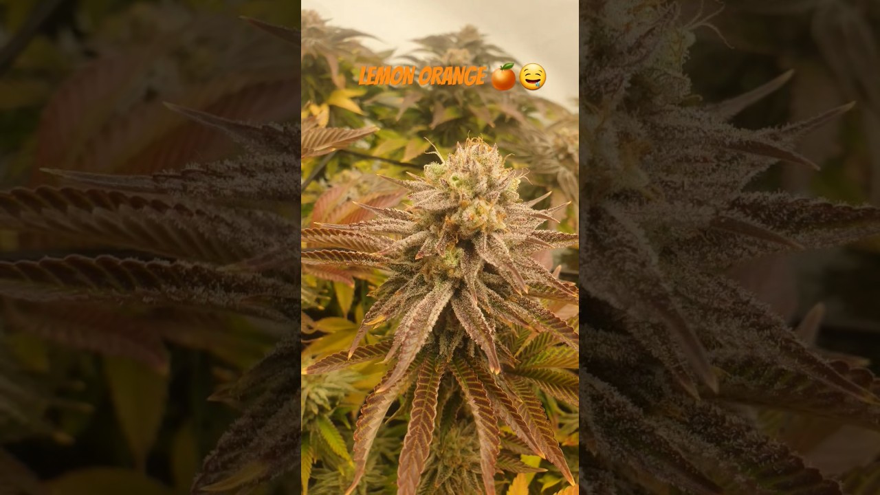 Lemon Orange 🍊🌿 | getting close to harvest 🥲 