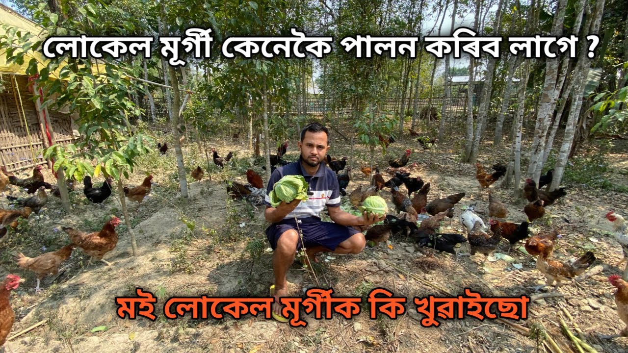 লোকেল মূৰ্গী কেনেকৈ পালন কৰিব লাগে ?Local Murgi Farm |Local Murgi Farm In Assam