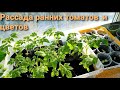 Рассада ранних томатов,герани.. Первые подкормки