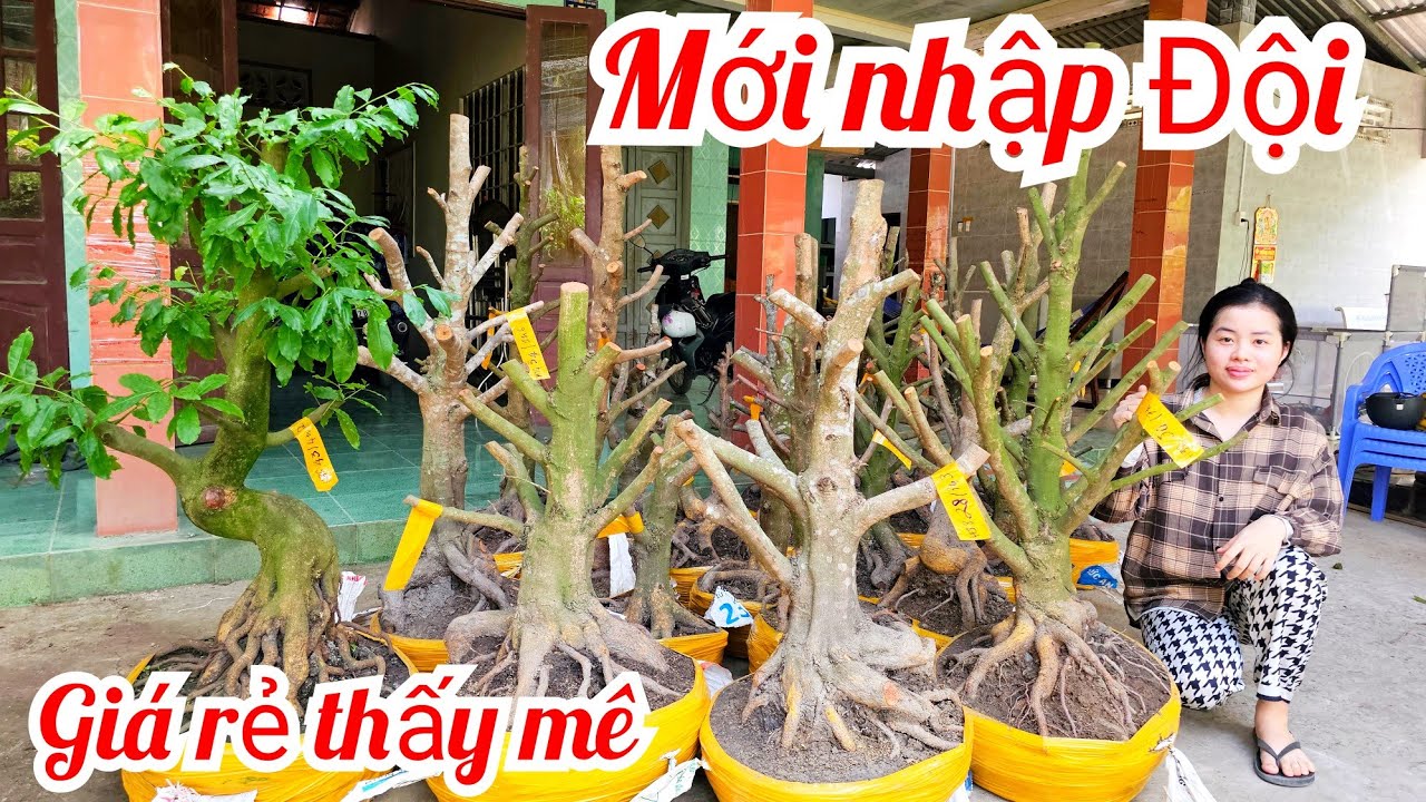 Em Như 📲 0386768133 mai vàng vườn hoành to giá rẻ 31/1 Chợ Gạo (@MaivàngQuêdừa)