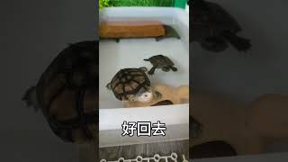 Enchanting Creatures Shiver: Adorable & Therapeutic Pets' Lives