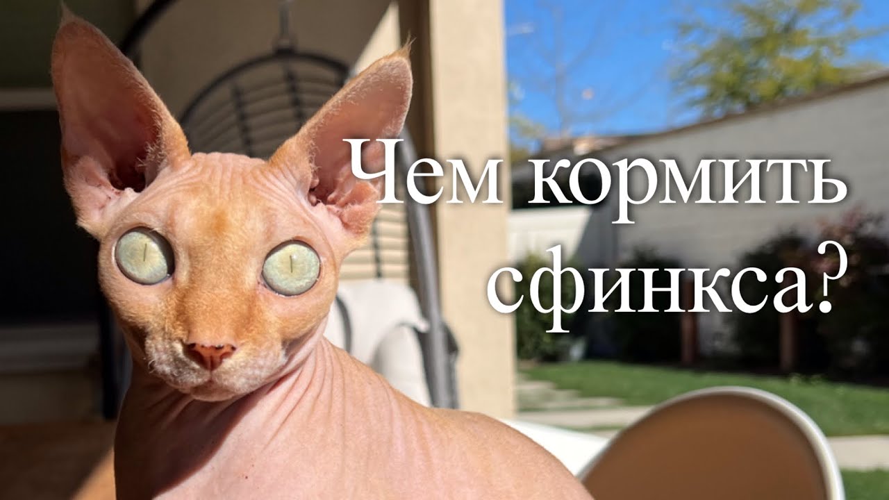 ♥️Сухой корм для сфинксов - YouTube