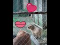 Capybara เป็นหนูยักษ์อารมณ์ดี - Noah&#39;s Exotic Wildlife