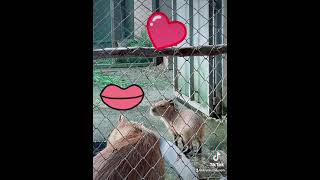 Capybara เป็นหนูยักษ์อารมณ์ดี - Noah&#39;s Exotic Wildlife