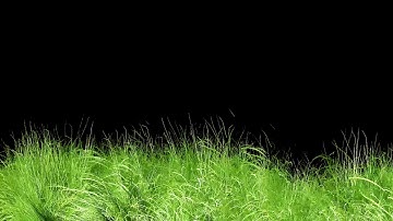 🌿 Animated Grass Motion Black Screen Background | HD Nature Effect for Video Editing & Overlays