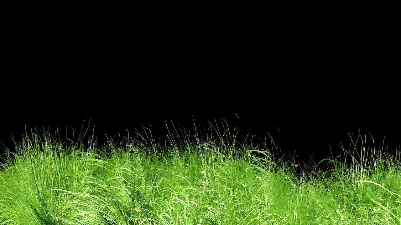 Animated Grass Motion Black Screen Background - YouTube