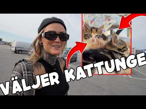 JAG SKA SKAFFA KATTUNGE IGEN