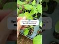 Tips Atasi Hama Kutu Daun Biar Gak Makin Parah 🌿