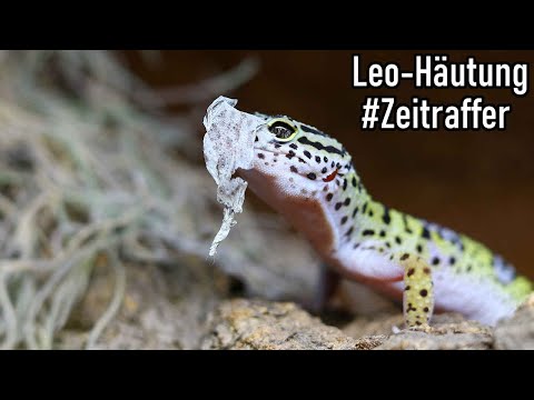 Video: David Dowell Stirbt Daran, Gecko-Eidechse Beim Spielen Zu Essen