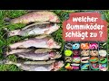 Ultra light Angeln Forellenangeln mit Gummiköder Lachsforellen Libra Lure Garlstedter Fischzucht