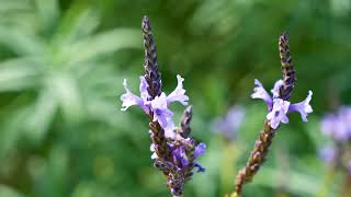 Finca en Venta en Tenerife Norte 6 000m2 en La Guancha Oportunidad