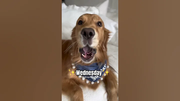 I recorded my dog howling back to me every day in the week when I wished her a good morning. #dog - DayDayNews