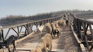 River area || Bank of river || Chenab river #river by Village Food Exploring  51 views 4 months ago 5 minutes, 3 seconds