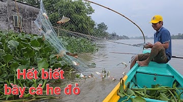 Một vợt cá he đỏ trong đám lục bình. Trúng nước toàn cá bự | Săn bắt SÓC TRĂNG |