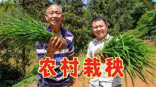 The fourth brother's family in the countryside planted seedlings with the help of three friends. My