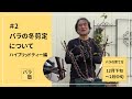 #2 バラの冬剪定について(ハイブリッドティー編)【バラの育て方:12月下旬~2月中旬】