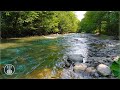 Gentle Sound of a Mountain River and Calming Birdsong - Summer Forest Nature - 12 Hours ASMR
