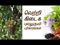 வெற்றி கிடைக புல்லுருவி- Siththarkal Manthiram-Sithar-sithargal-siddhar-...