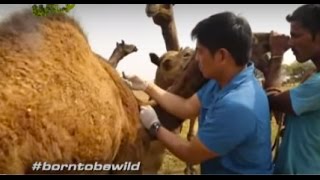 Si Doc Nielsen, napasabak sa panggagamot ng camel | Born to be Wild