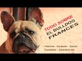 TODO sobre El BullDog Francés - Patas y Pies TV