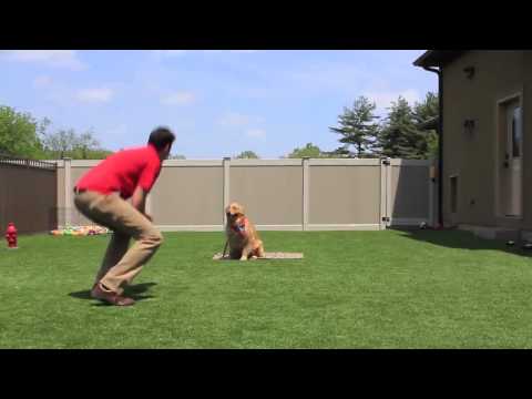 best-dog-trainers-smart-dogs-training-and-lodging-chicago,-il