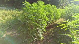 jungle style outdoor grow like pro status