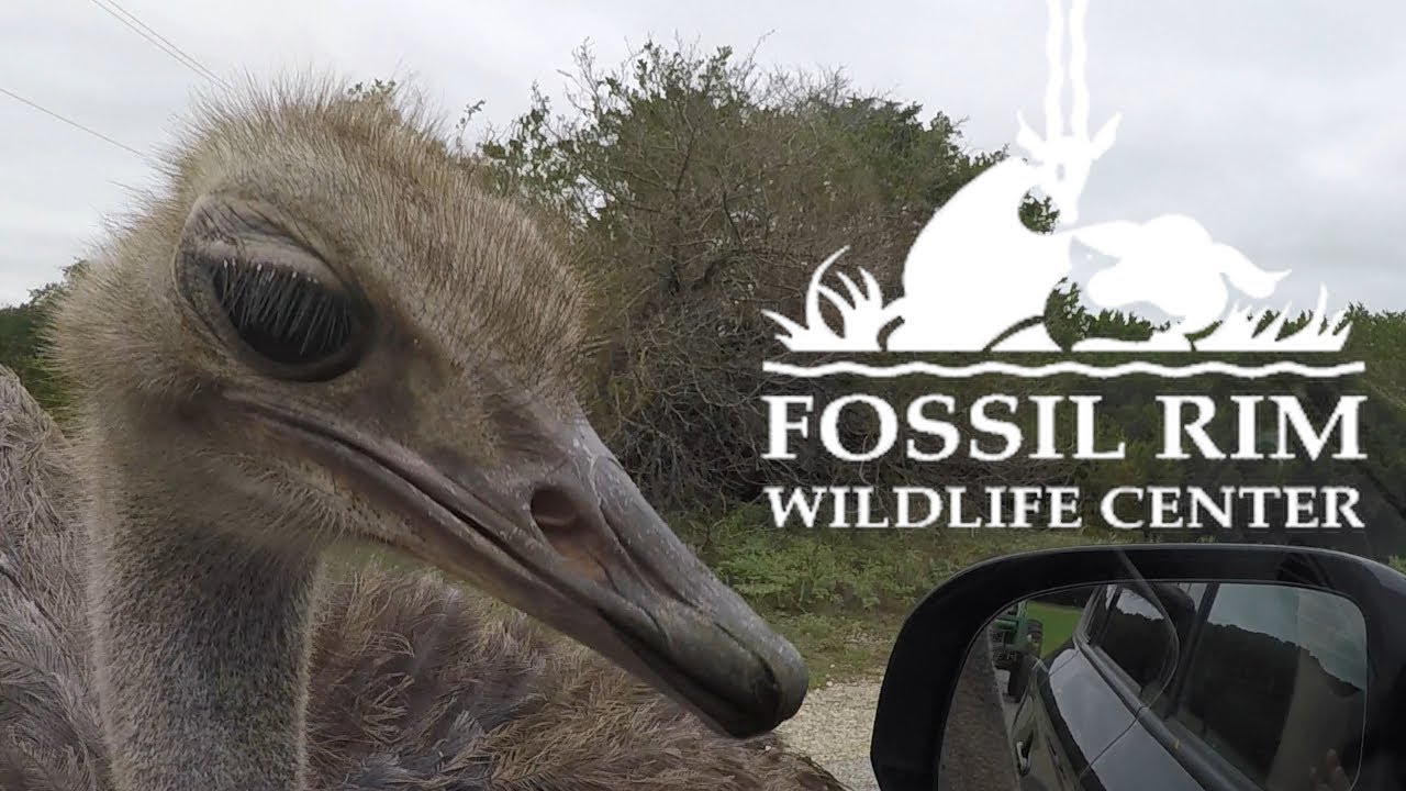 Fossil Rim Logo