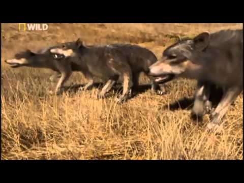 Prehistoric Hunters Dire Wolf - YouTube