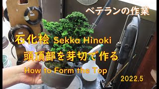今日も盆栽日和 石化桧#25 樹形(頂点)の形成 - YouTube