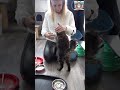 6 MAINECOON KITTENS eten bijna 1 KG per dag aan ZACHTVOER. #mainecoon #kittens  #shorts