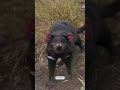 Tasmania devil:🐨 chotta par bhot agressive jaanwar 😱