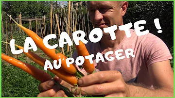 Comment réussir la culture de la carotte ?