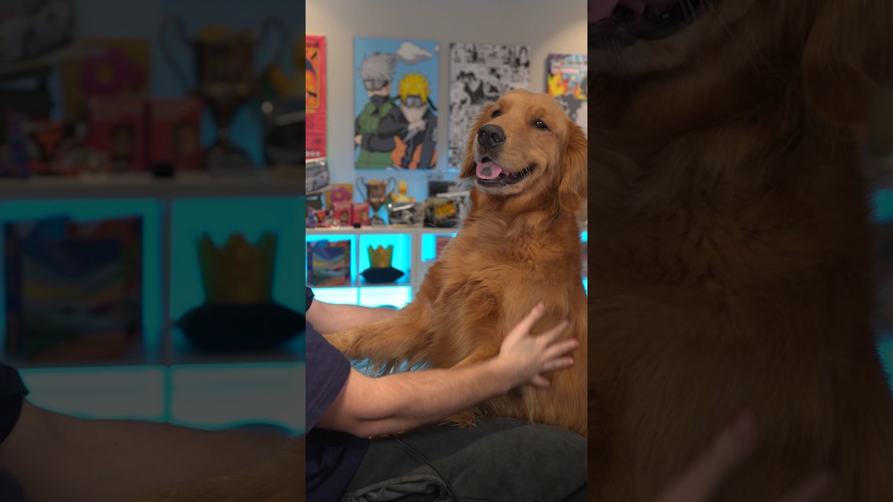 Why Does My Dog Do This...