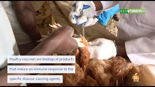 Expert: Types of poultry vaccines and importance screenshot 5