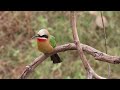 White-fronted Bee-eater up Close and Friendly.