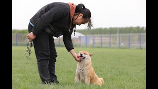 柴犬到底应该怎么选你知道哪些才是真正的柴犬吗\How should Shiba Inu be chosen? Do you know the breed standard?