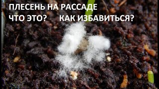 Плесень на рассаде. Что это? Как избавиться?