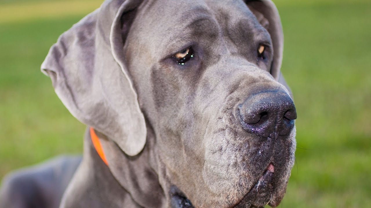 Great Dane shedding and grooming tips YouTube