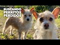 Buscando perritos perdidos por pirotecnia😕! Les deseamos feliz año 2021! Estadísticas interesantes😲