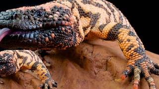 Danger Lurks World's Most Fearsome Rept