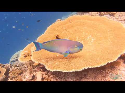 South Atoll Maldives snorkeling, diving.