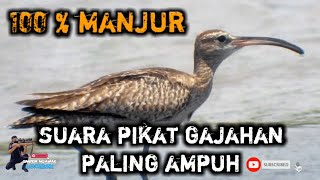 SUARA PIKATAN BURUNG GAJAHAN PALING AMPUH MP3