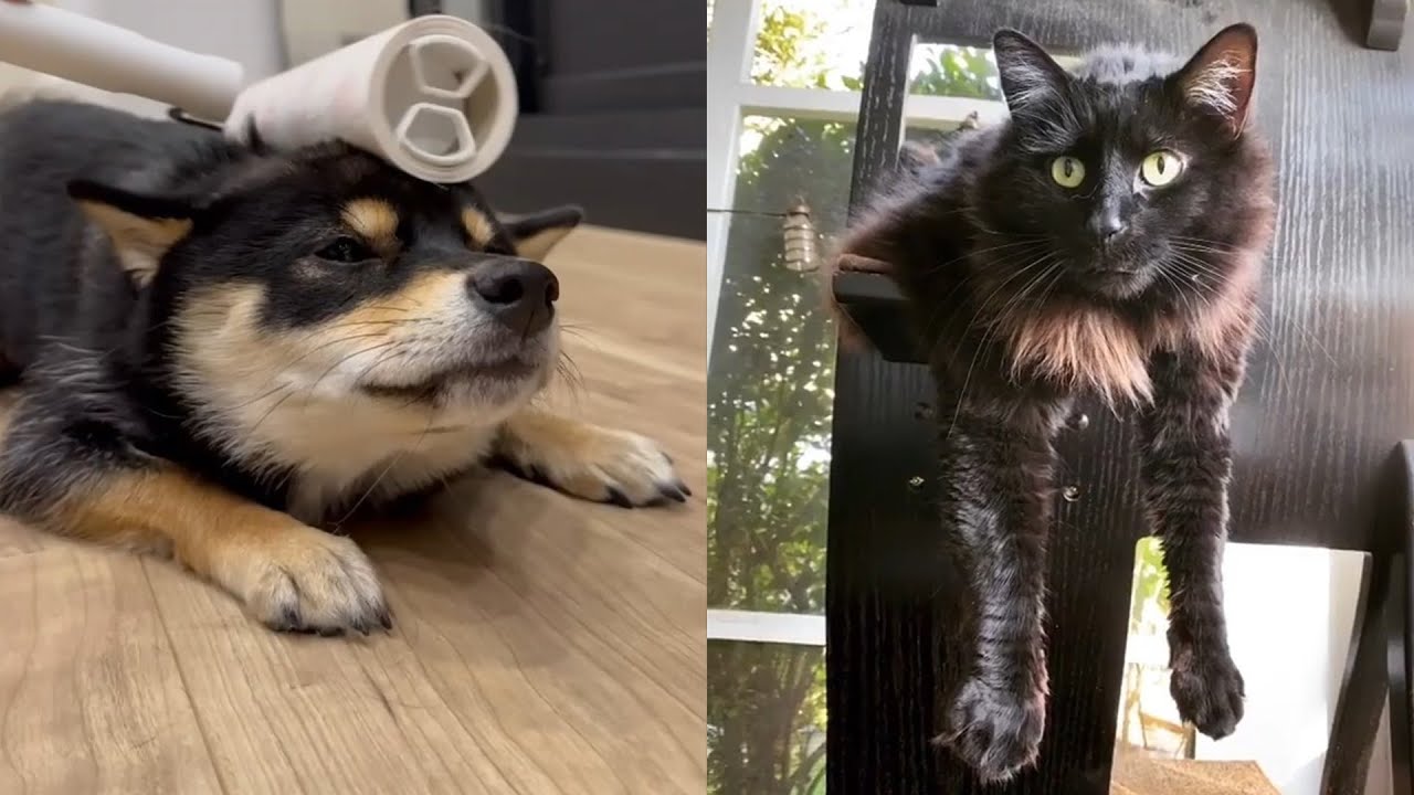 These Funny And Cute Animals Will Make Your Day Better - YouTube