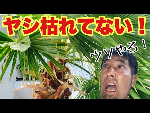 ヤシの木 KATO鉄道模型オンラインショッピング WDL（N）ヤシの木