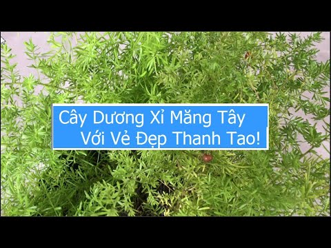 Video: Măng tây Chăm sóc Dương xỉ: Cách Trồng Dương xỉ Măng tây